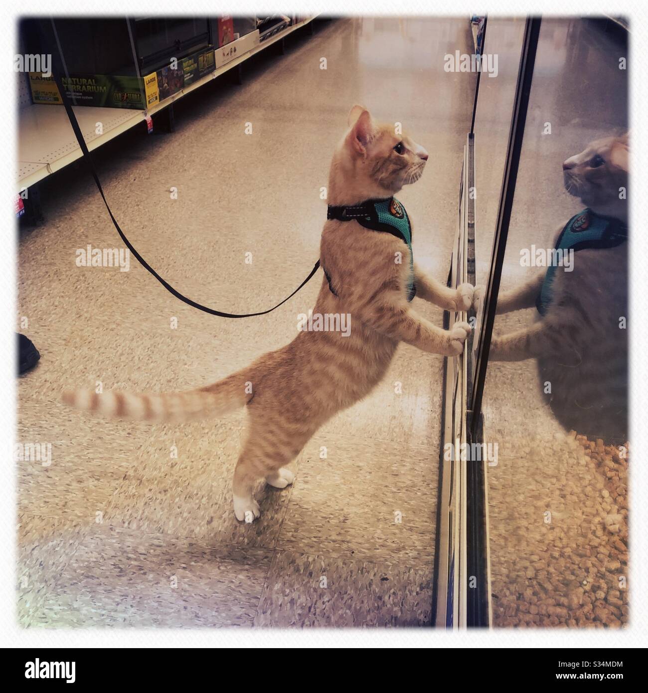 Petsmart cat outlet harness