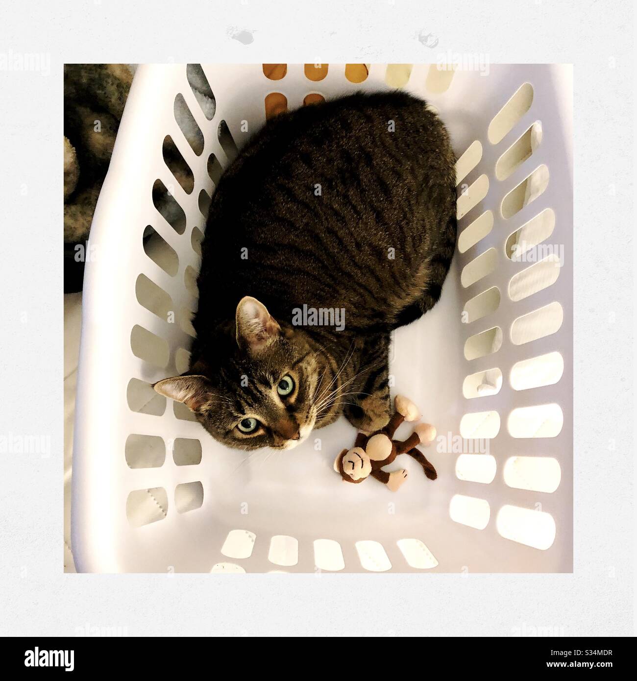 Tabby cat in laundry basket Stock Photo Alamy