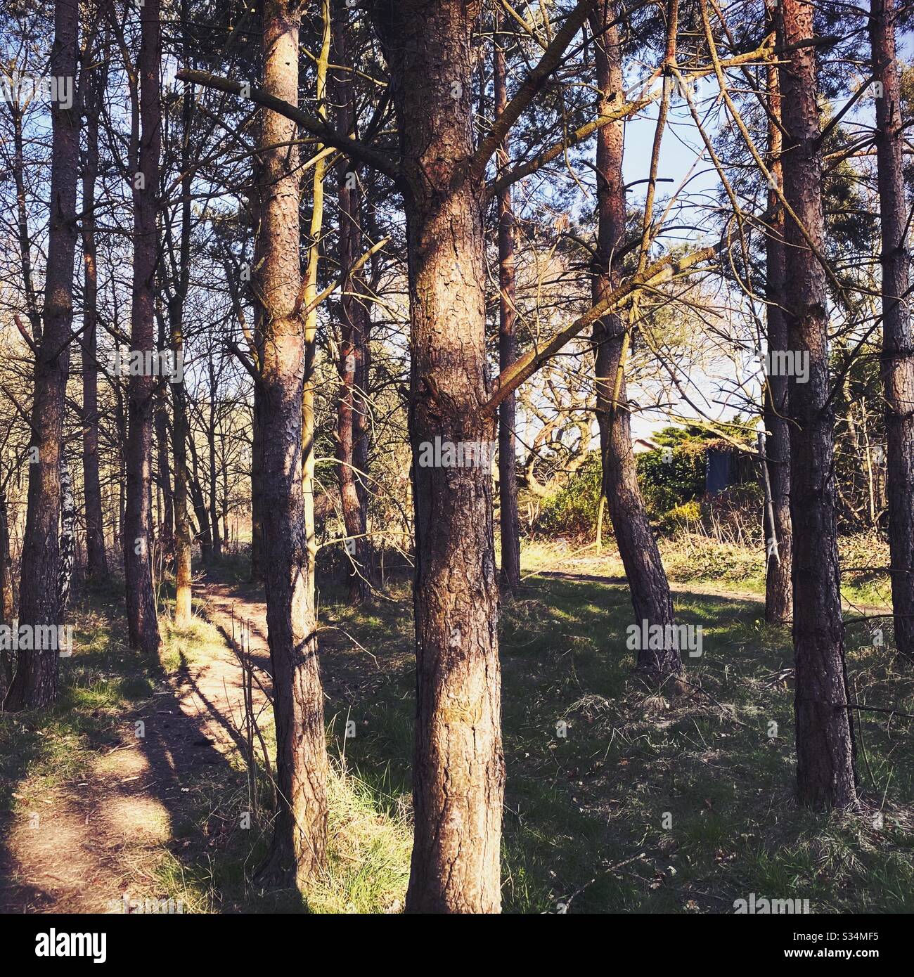 Tall pine trees in rural dense forest. Natural treescape scene in woodland trail. Dense woods. Tree trunks and shadows during sunset - Smartphone Captured Stock Image