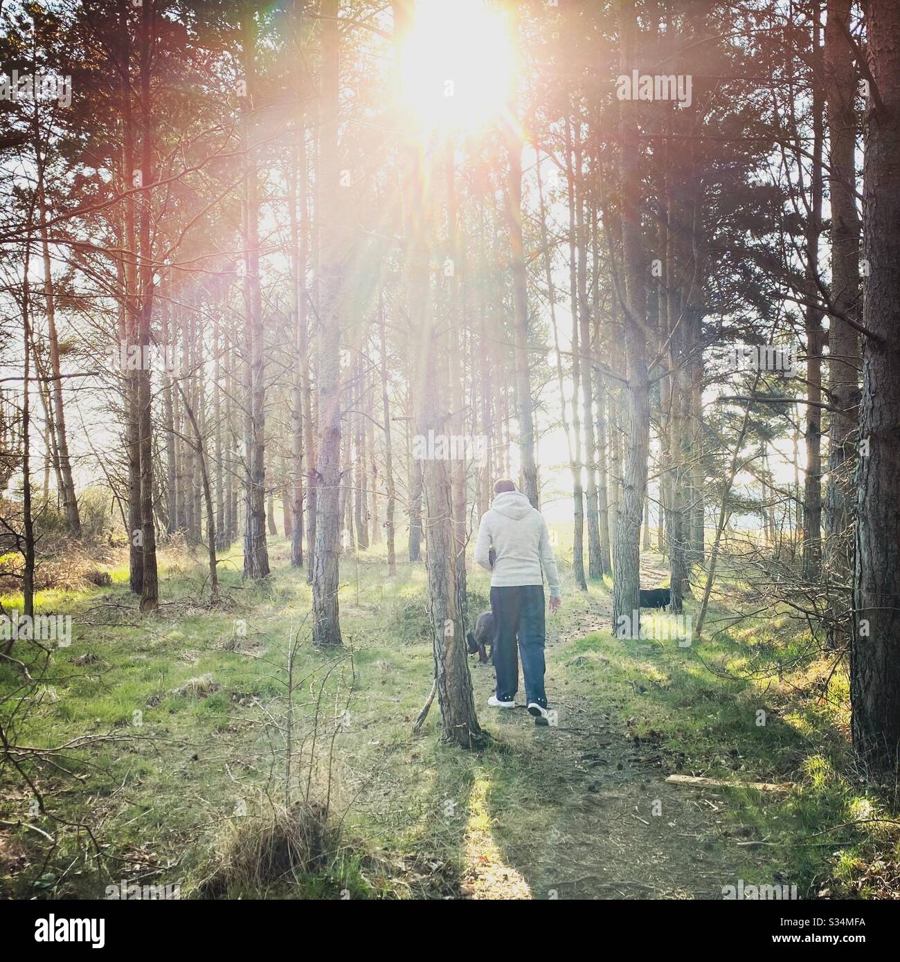 Tall pine trees in rural dense forest. Natural treescape scene in woodland trail. Backlit view with sunset behind trees. Man walks towards light. Mysterious atmosphere - Smartphone Captured Stock Image Tall pine trees in rural dense forest. Natural treescape scene in woodland trail. Backlit view with sunset behind trees. Man walks towards light. Mysterious atmosphere - Smartphone Captured Stock Image