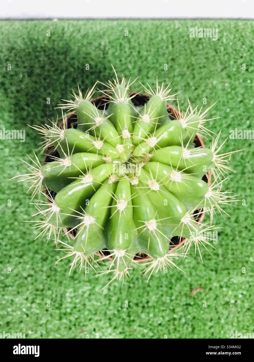 Melocactus conoideus, cactus on pot, beautiful succulent plant in a green carpet-photo took on night time -small cacti-close up Stock Photo