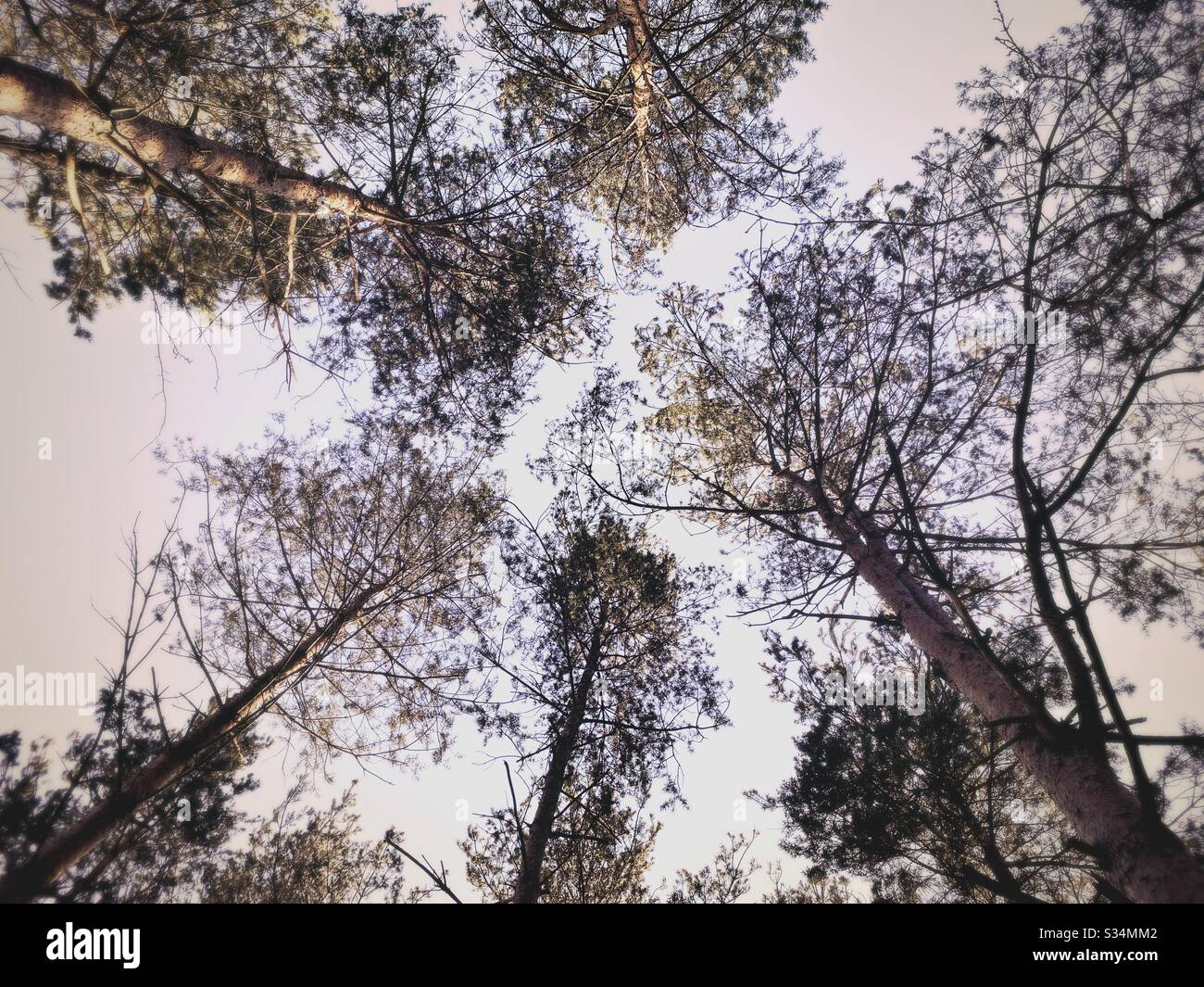 Tall pine trees in rural dense forest. Natural treescape in woodland. Looking straight up. Worm’s eye view of treetops against sky with branches and foliage - Smartphone Captured Stock Image