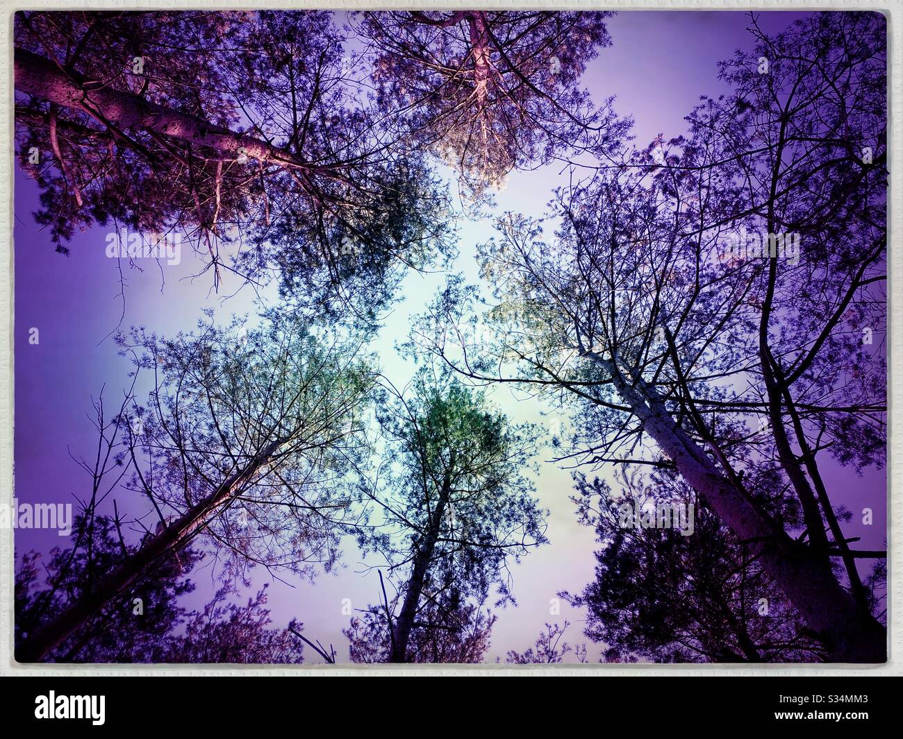Tall pine trees in rural dense forest. Natural treescape in woodland. Looking straight up. Worm’s eye view of treetops against sky with branches and foliage - Smartphone Captured Stock Image
