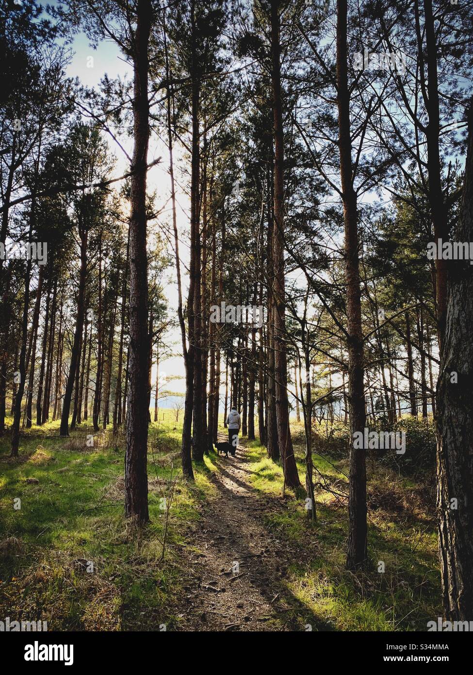 Tall pine trees in rural dense forest. Natural treescape in woodland. Backlit view with sunset behind trees. Silhouetted woods in the afternoon. With dog walker - Smartphone Captured Stock Image