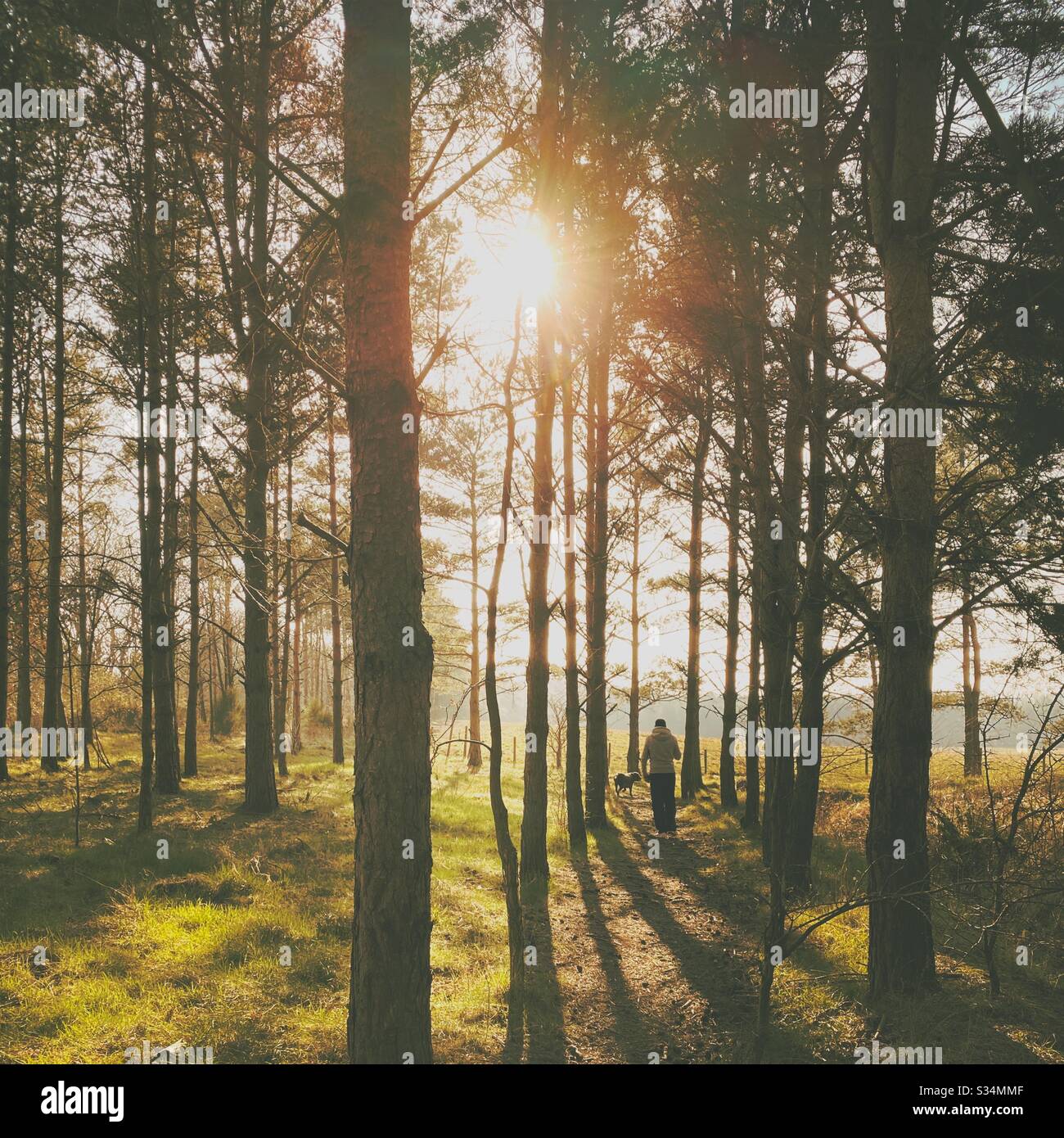 Tall pine trees in rural dense forest. Natural treescape in woodland. Backlit view with sunset behind trees. Silhouetted woods in the afternoon. Man walking towards sun. Mysterious atmosphere - Smartphone Captured Stock Image Tall pine trees in rural dense forest. Natural treescape in woodland. Backlit view with sunset behind trees. Silhouetted woods in the afternoon. Man walking towards sun. Mysterious atmosphere - Smartphone Captured Stock Image