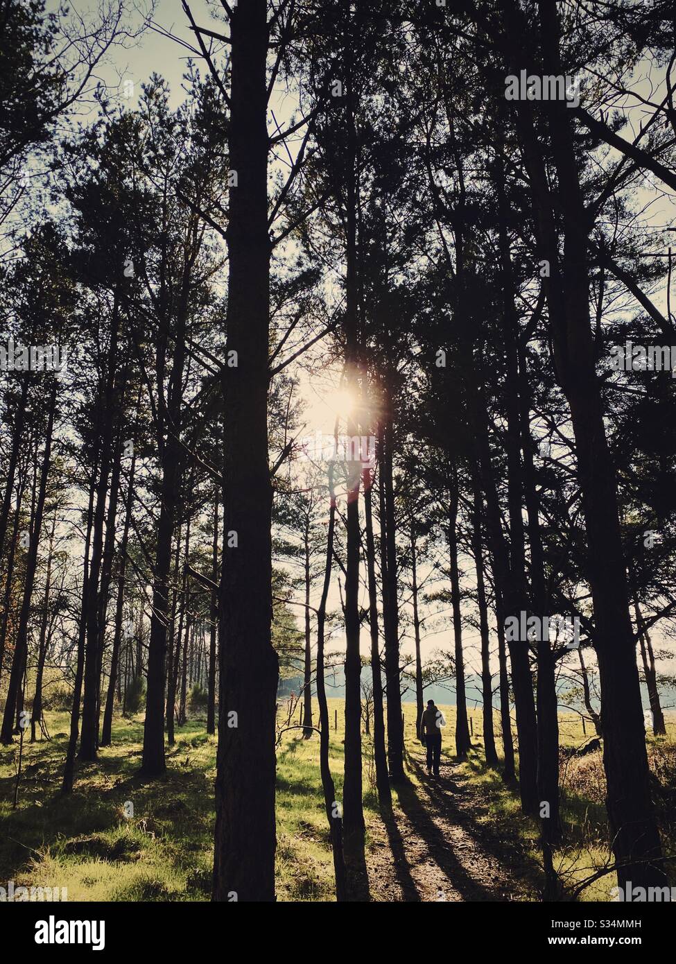Tall pine trees in rural dense forest. Natural treescape in woodland. Backlit view with sunset behind trees. Silhouetted woods in the afternoon. Man walking towards sun. Mysterious atmosphere - Smartphone Captured Stock Image Tall pine trees in rural dense forest. Natural treescape in woodland. Backlit view with sunset behind trees. Silhouetted woods in the afternoon. Man walking towards sun. Mysterious atmosphere - Smartphone Captured Stock Image