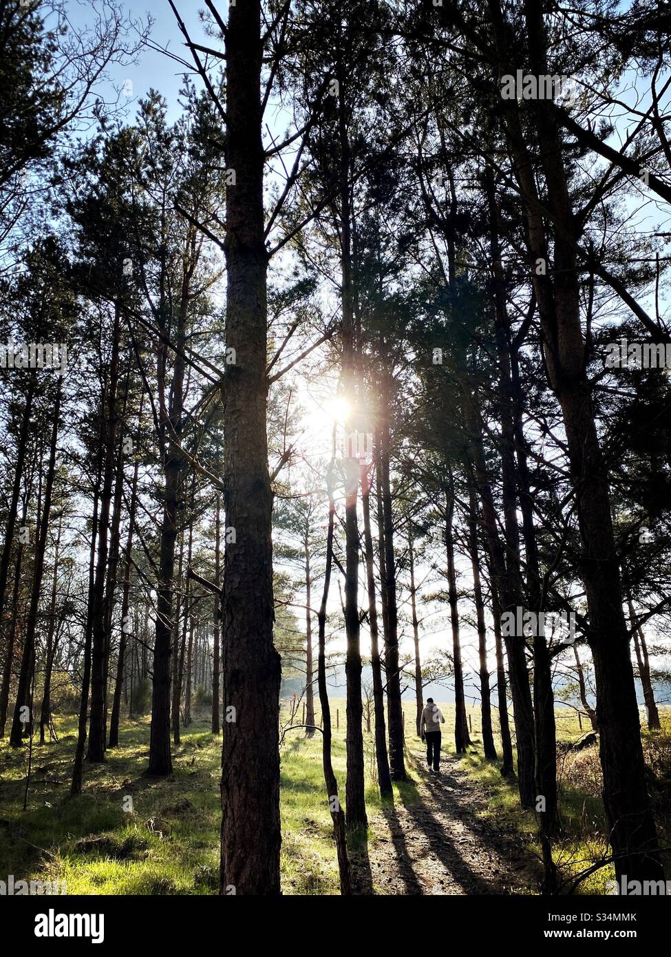 Tall pine trees in rural dense forest. Natural treescape in woodland. Backlit view with sunset behind trees. Silhouetted woods in the afternoon. Man walking towards sun. Mysterious atmosphere - Smartphone Captured Stock Image Tall pine trees in rural dense forest. Natural treescape in woodland. Backlit view with sunset behind trees. Silhouetted woods in the afternoon. Man walking towards sun. Mysterious atmosphere - Smartphone Captured Stock Image