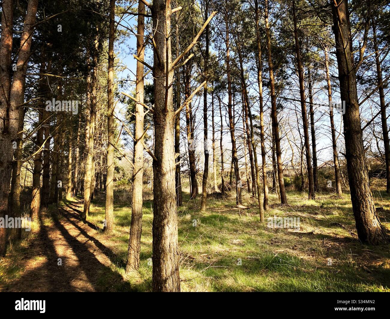 Tall pine trees in rural dense forest. Natural treescape in woodland during sunset with long shadows - Smartphone Captured Stock Image