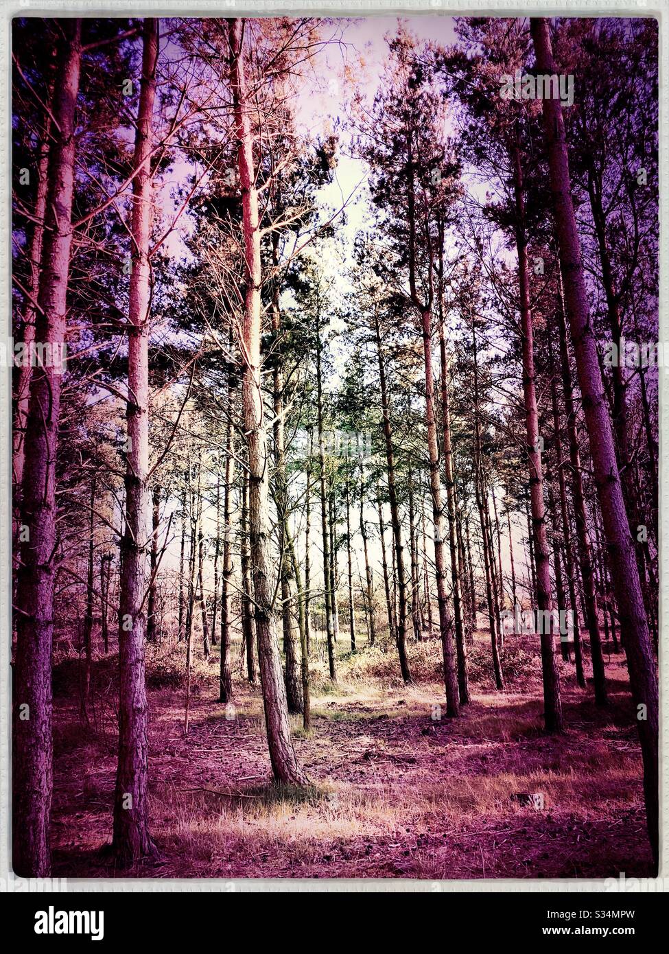 Tall pine trees in rural dense forest. Natural treescape in woodland during afternoon - Smartphone Captured Stock Image