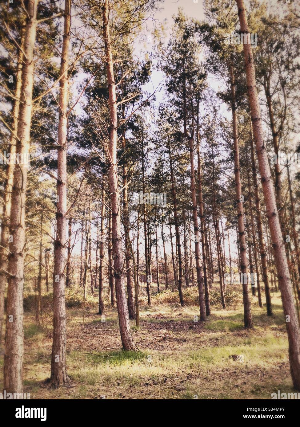 Tall pine trees in rural dense forest. Natural treescape in woodland during afternoon - Smartphone Captured Stock Image