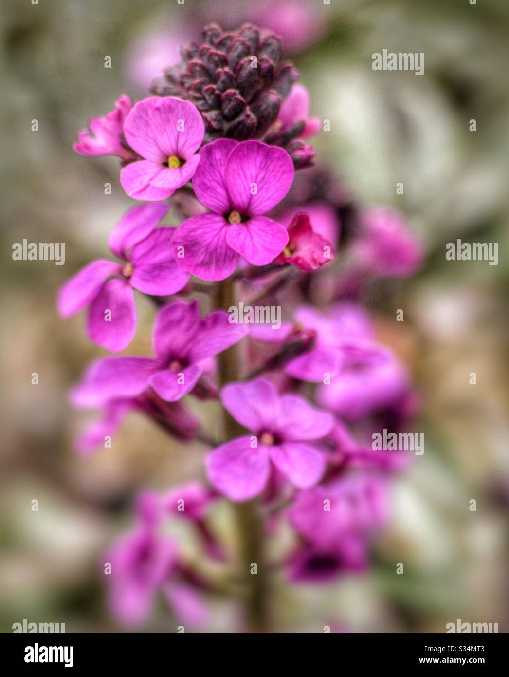 pink flowers in the garden Stock Photo Alamy