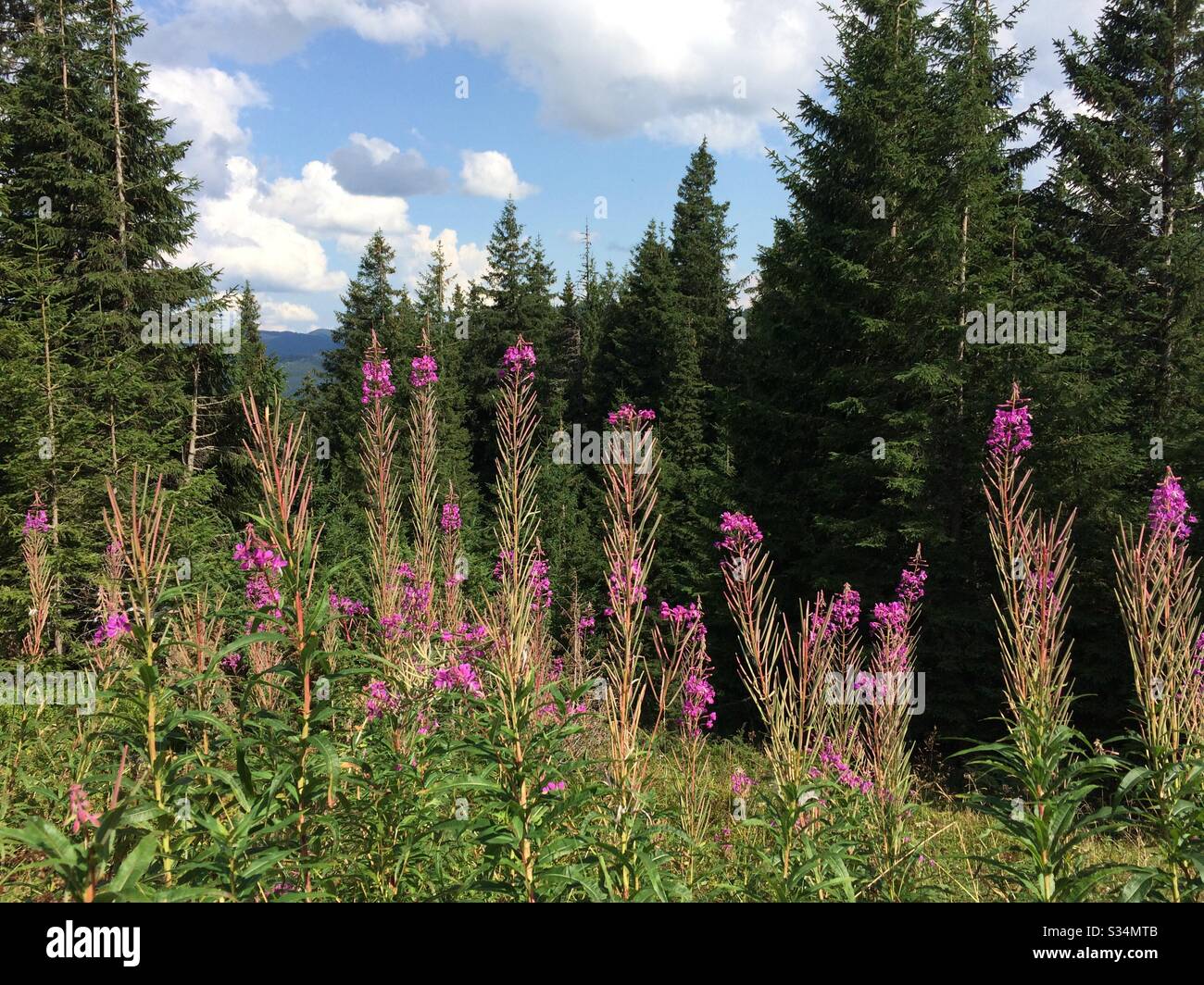 Flowers in the mountains - Smartphone Captured Stock Image