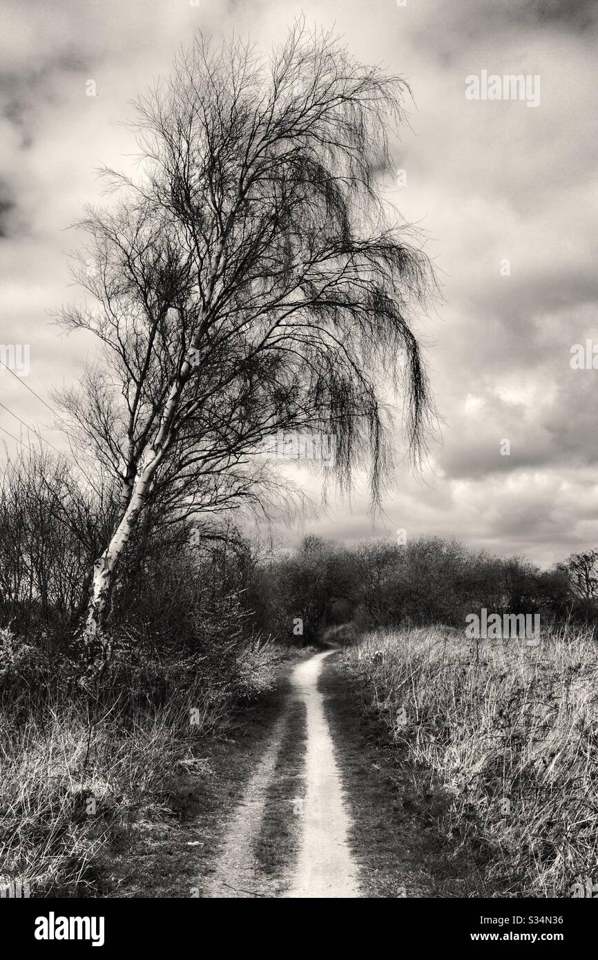 Leaning Birch Monochrome - Smartphone Captured Stock Image