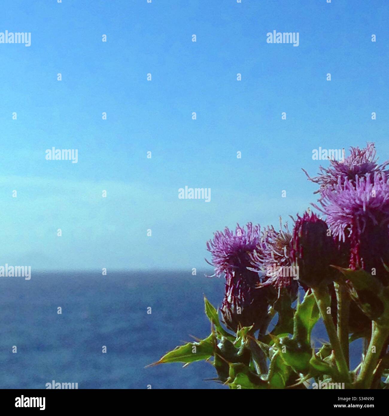 Flower of Scotland Stock Photo Alamy