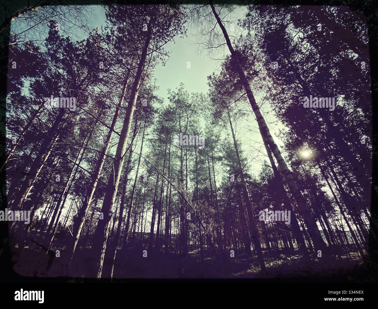 Tall pine trees in rural dense forest. Natural treescape scene in woodland trail. Low and wide angle view of branches, trunks and sky. Backlit with sunset behind woods. - Smartphone Captured Stock Image