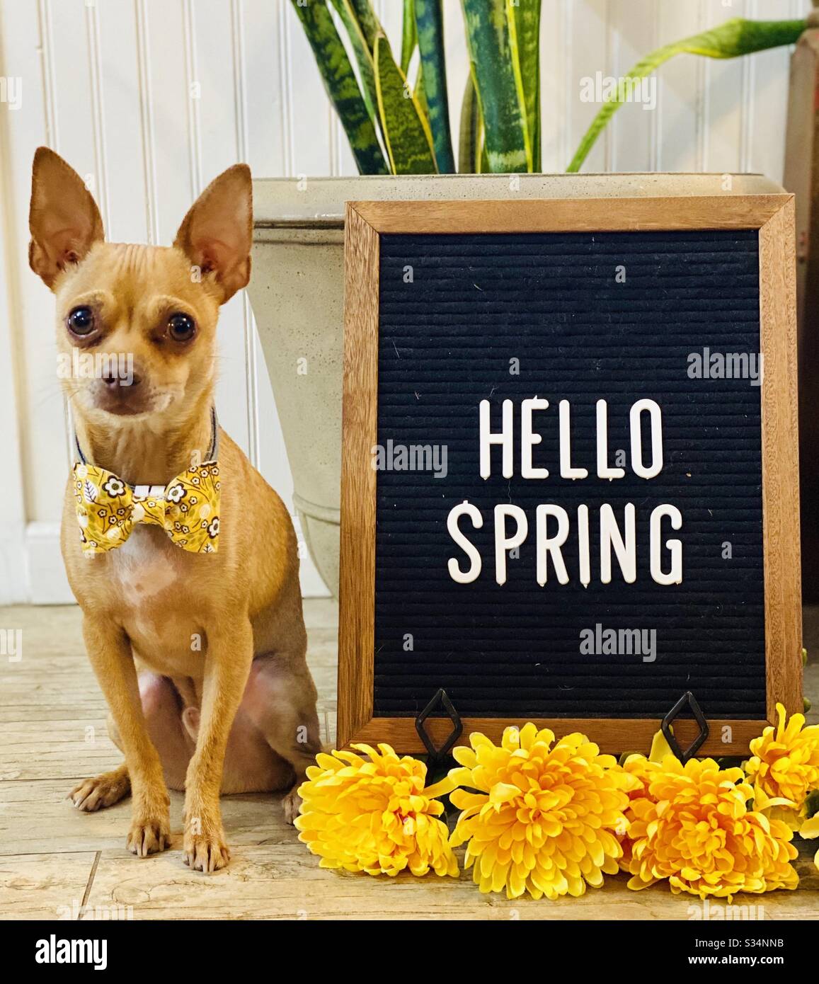 Hello spring hi-res stock photography and images - Alamy