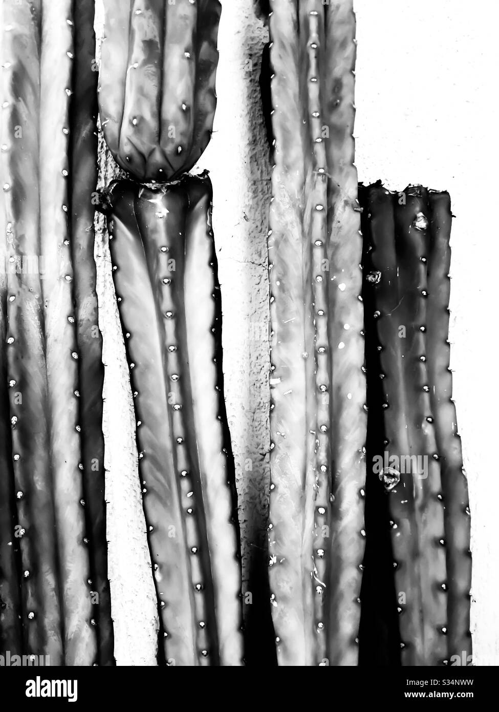 Closeup cactus in black and white Stock Photo