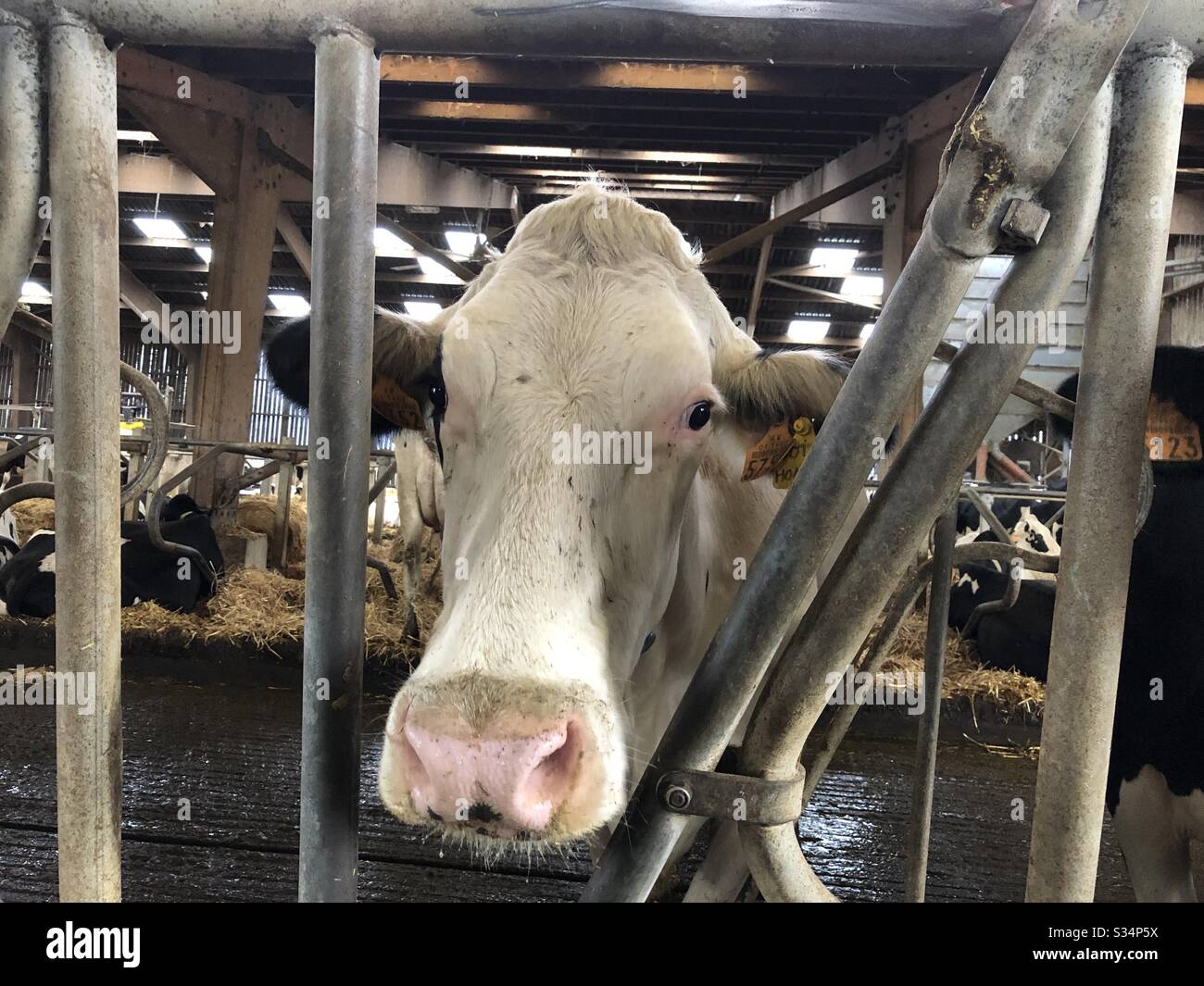Montbéliarde cow on a dairy farm, France - Smartphone Captured Stock Image