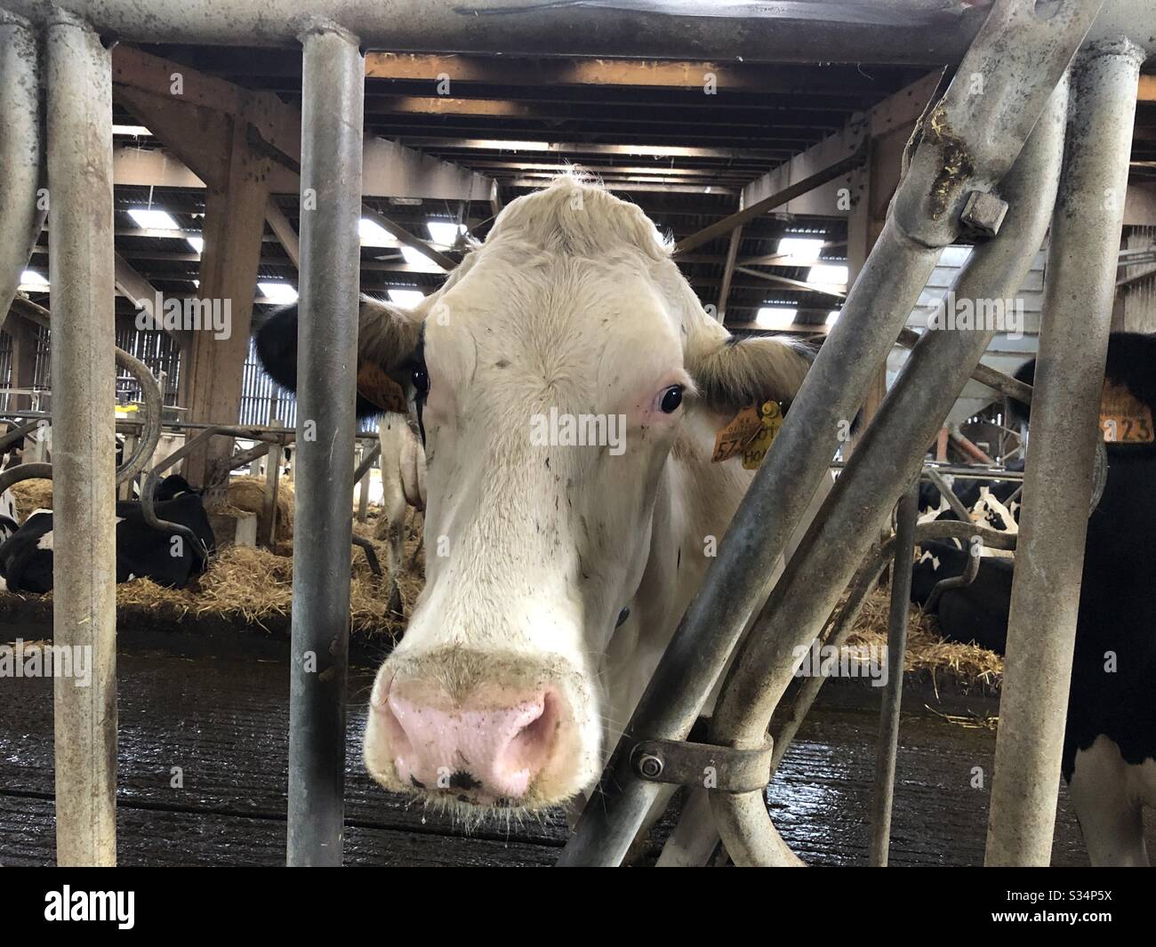 Montbéliarde cow on a dairy farm, France Stock Photo
