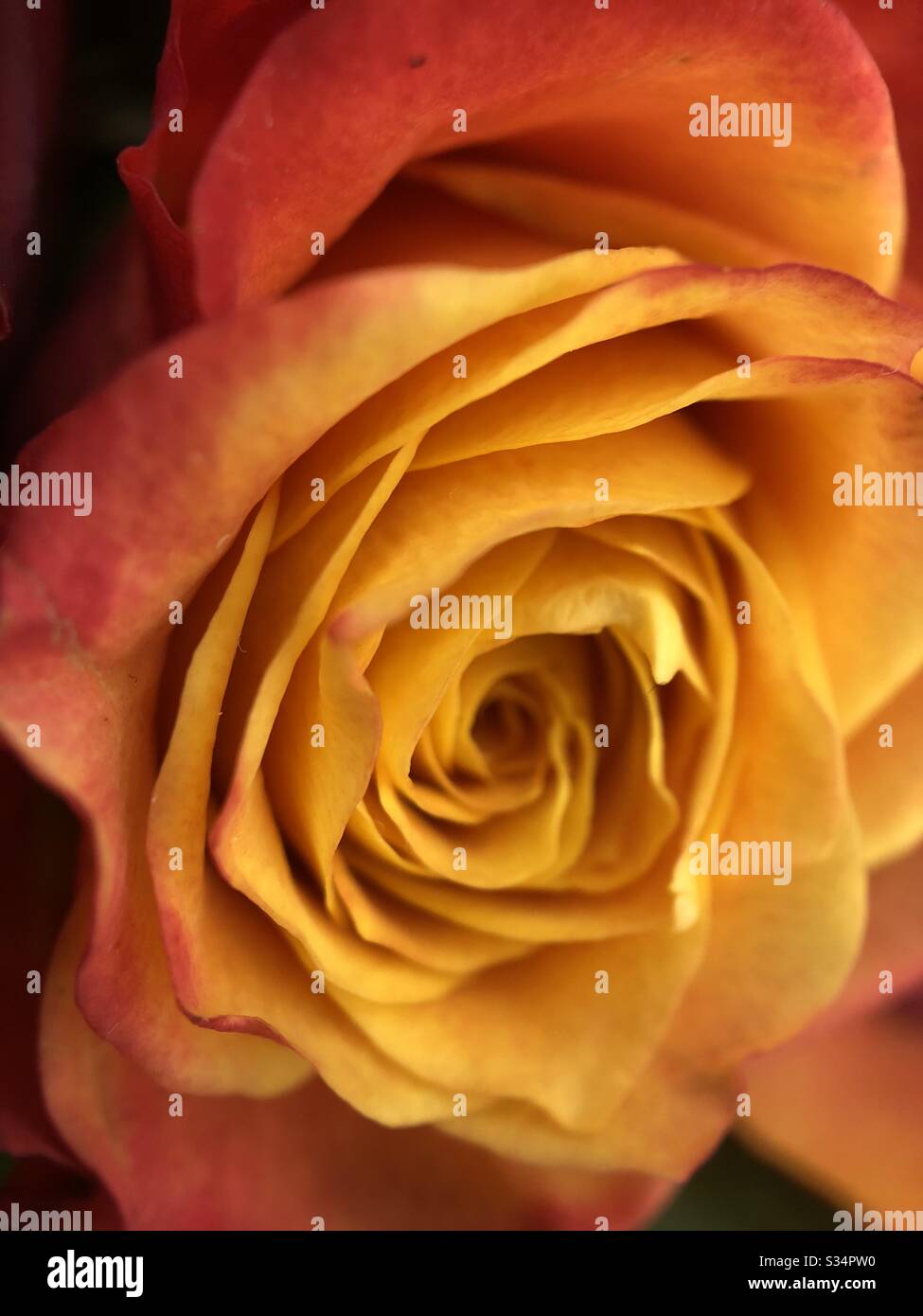 Fire Rose High Resolution Stock Photography And Images Alamy Fire Rose High Resolution Stock Photography And Images Alamy