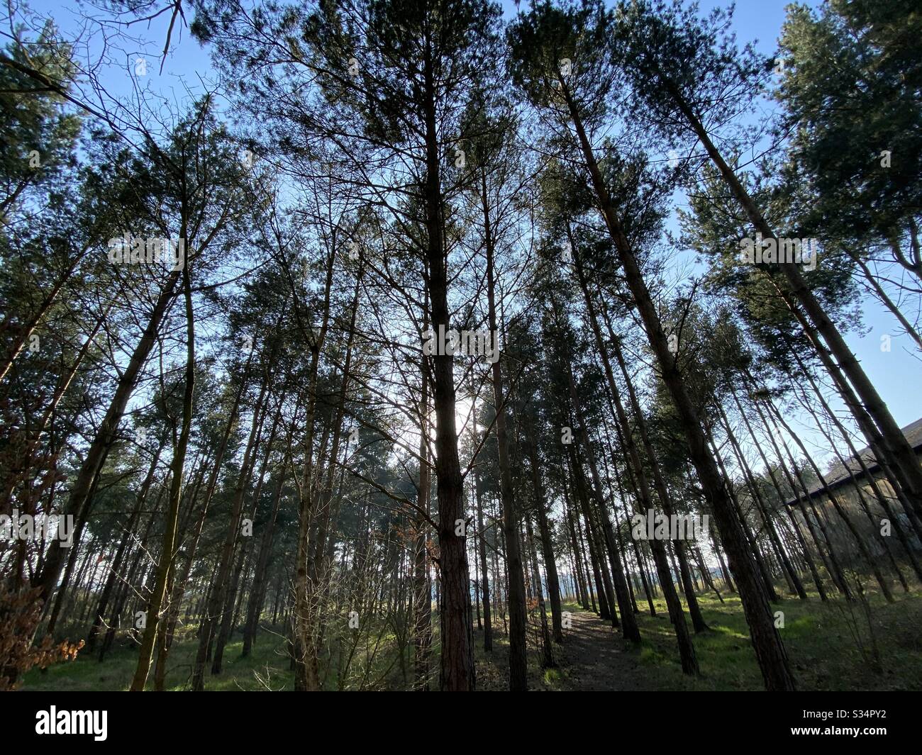 Tall pine trees in rural dense forest. Natural treescape scene in woodland trail. Low and wide angle view of branches, trunks and sky. Backlit with sunset behind woods. - Smartphone Captured Stock Image