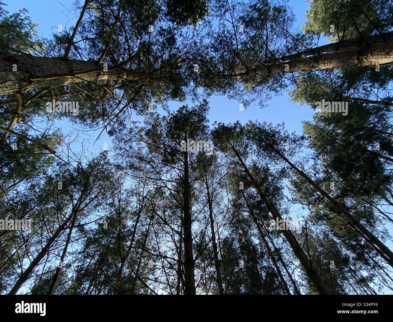 Tall pine trees in rural dense forest. Natural treescape in woodland. Looking straight up. Worm’s eye view of treetops against sky with branches and foliage - Smartphone Captured Stock Image