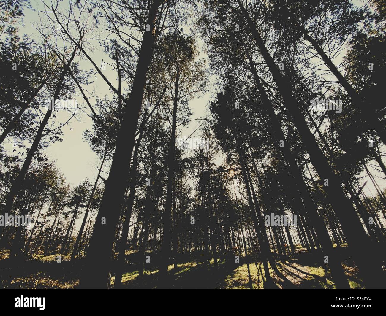 Tall pine trees in rural dense forest. Natural treescape scene in woodland trail. Low and wide angle view of branches, trunks and sky. Backlit with sunset behind woods. - Smartphone Captured Stock Image