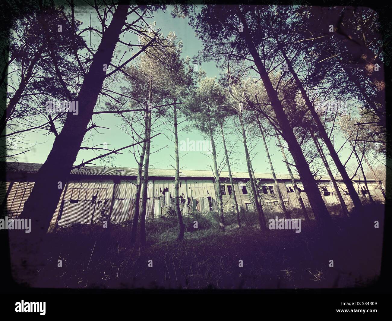 A long abandoned building is seen behind tall pine trees in a pine forest. Derelict factory in state of degradation. Bygone industry - Smartphone Captured Stock Image