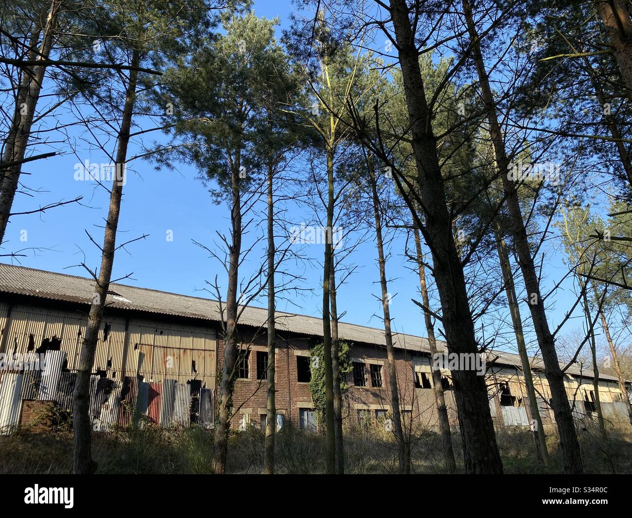 A long abandoned building is seen behind tall pine trees in a pine forest. Derelict factory in state of degradation. Bygone industry - Smartphone Captured Stock Image