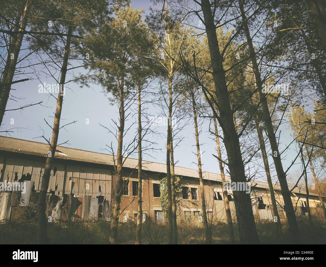 A long abandoned building is seen behind tall pine trees in a pine forest. Derelict factory in state of degradation. Bygone industry - Smartphone Captured Stock Image