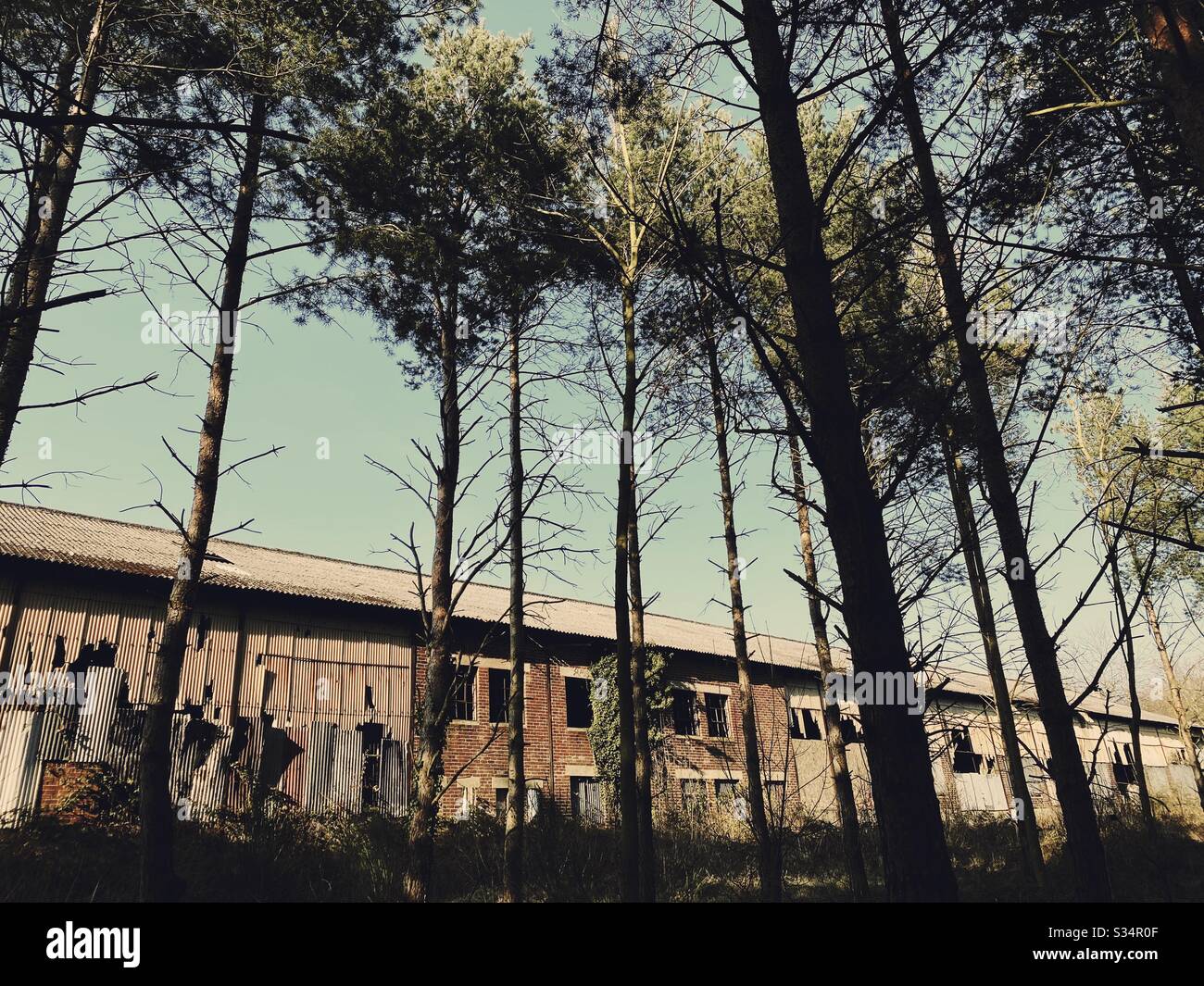 A long abandoned building is seen behind tall pine trees in a pine forest. Derelict factory in state of degradation. Bygone industry - Smartphone Captured Stock Image