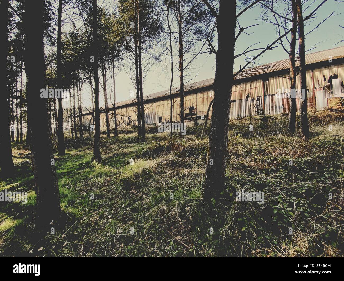 A long abandoned building is seen behind tall pine trees in a pine forest. Derelict factory in state of degradation. Bygone industry - Smartphone Captured Stock Image