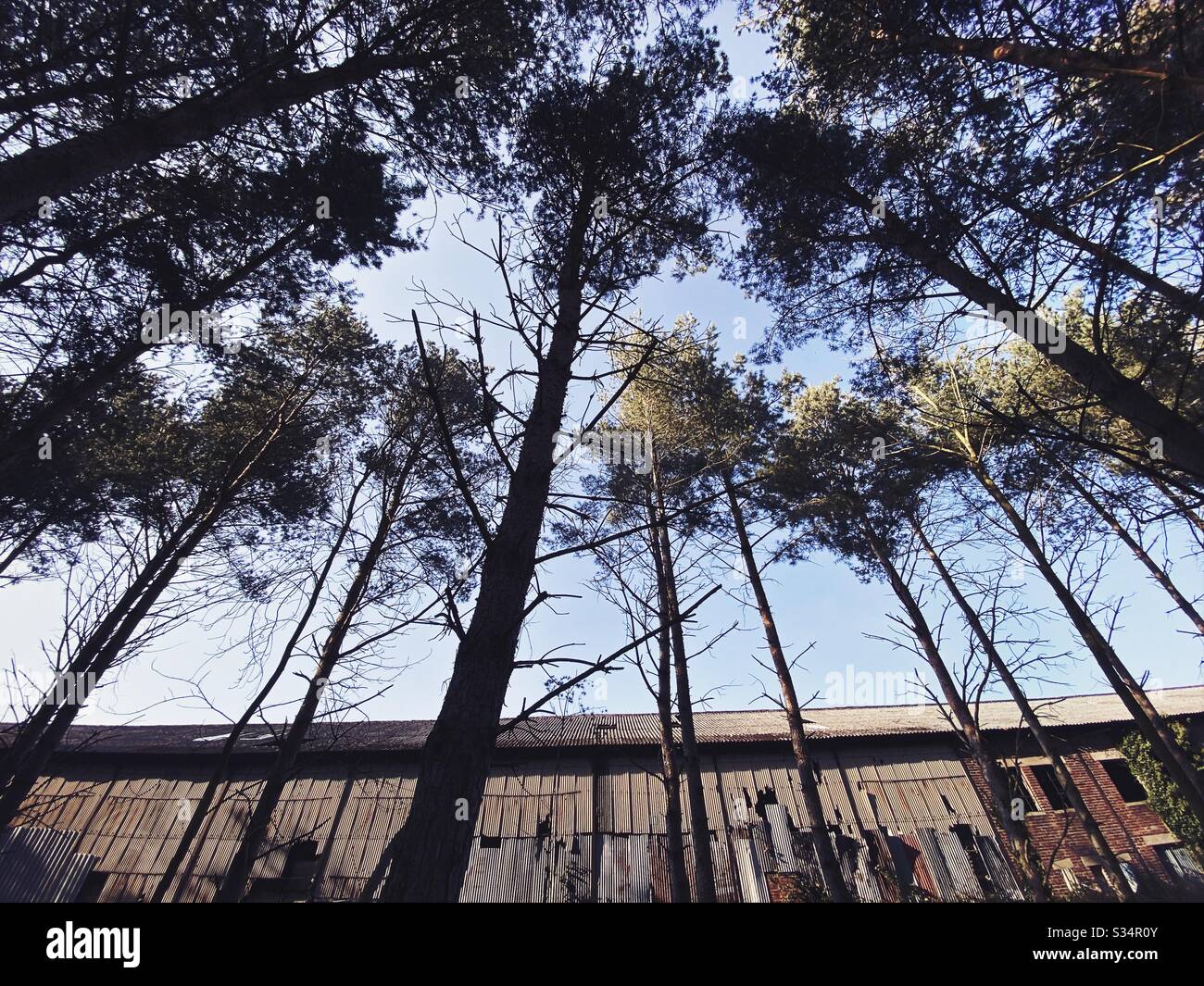 A long abandoned building is seen behind tall pine trees in a pine forest. Derelict factory in state of degradation. Bygone industry - Smartphone Captured Stock Image