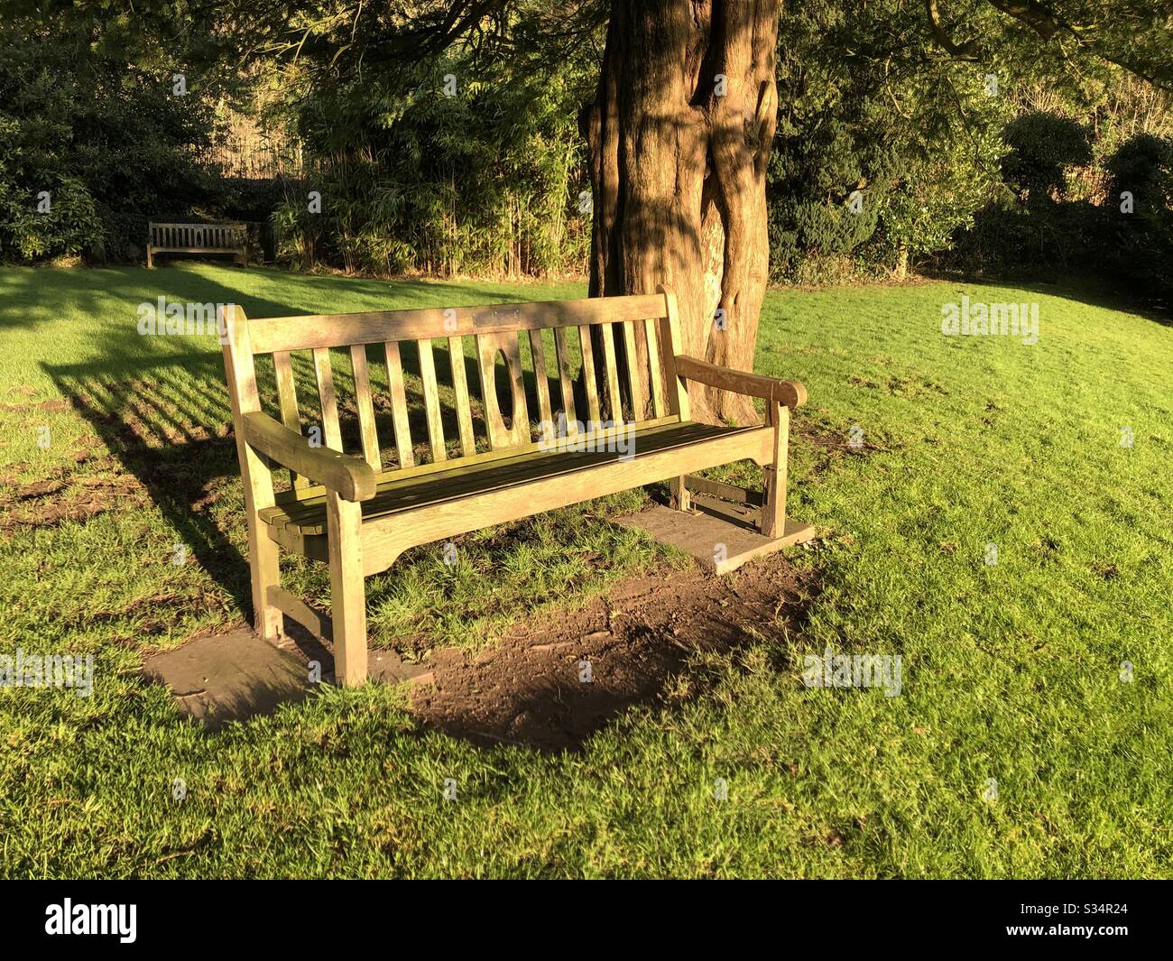 Yew tree and bench Stock Photo