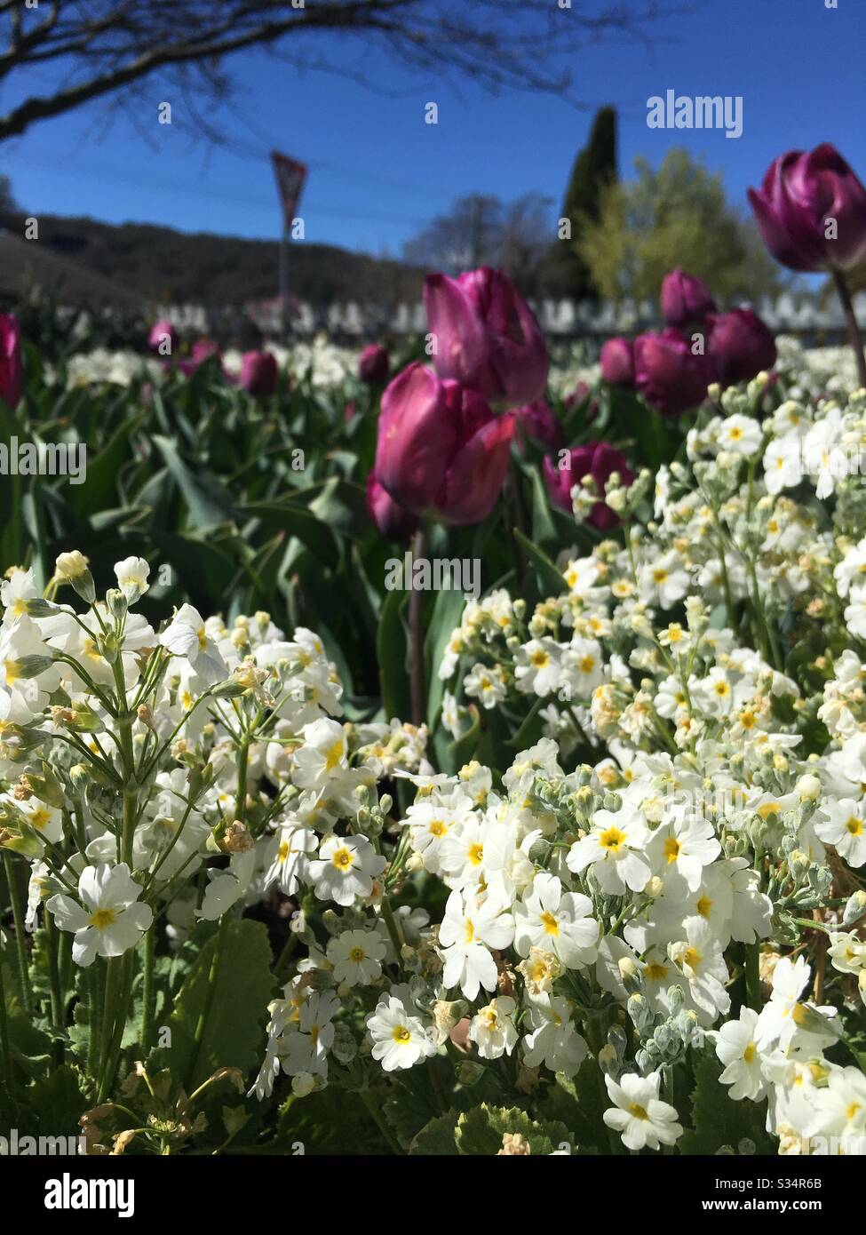 Tulip festival, Bowral Australia Stock Photo Alamy