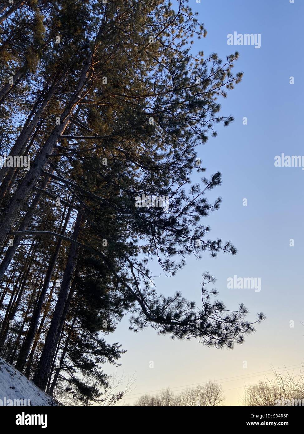 Winter trees in Bulgaria Stock Photo