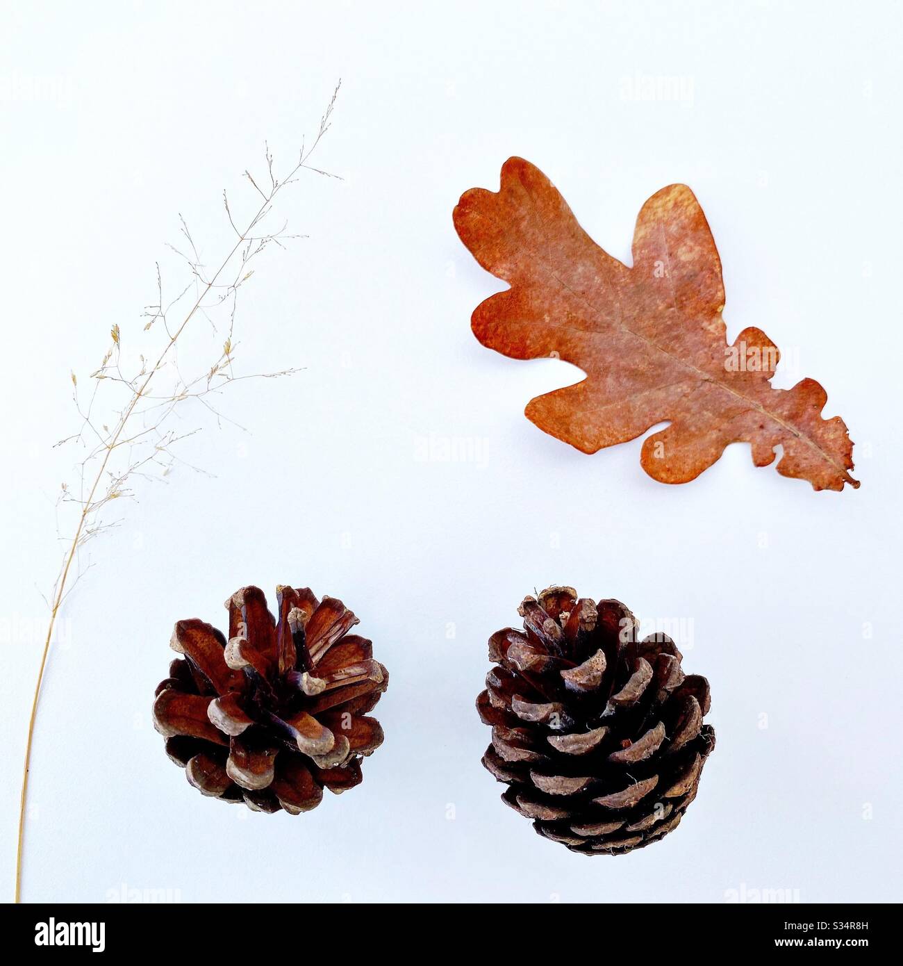 Pine cones / Conifer cones foraged from the forest and isolated against a clean white background. With dried leaf and grass. - Smartphone Captured Stock Image
