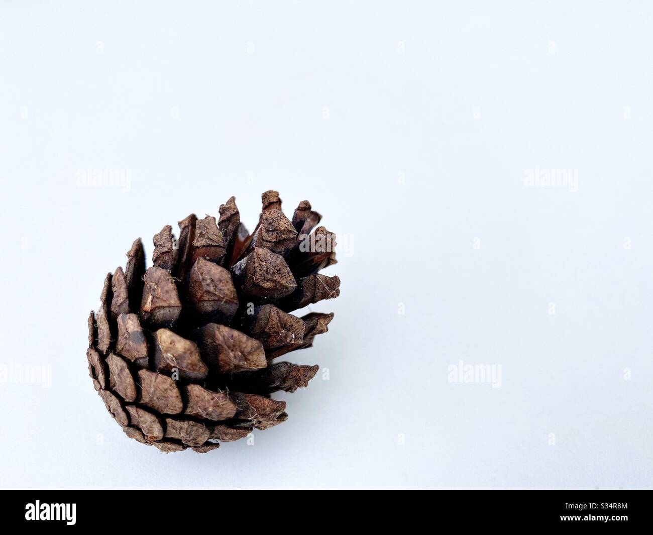 Pine cone / Conifer cone foraged from the forest and isolated against a clean white background. With copy space - Smartphone Captured Stock Image