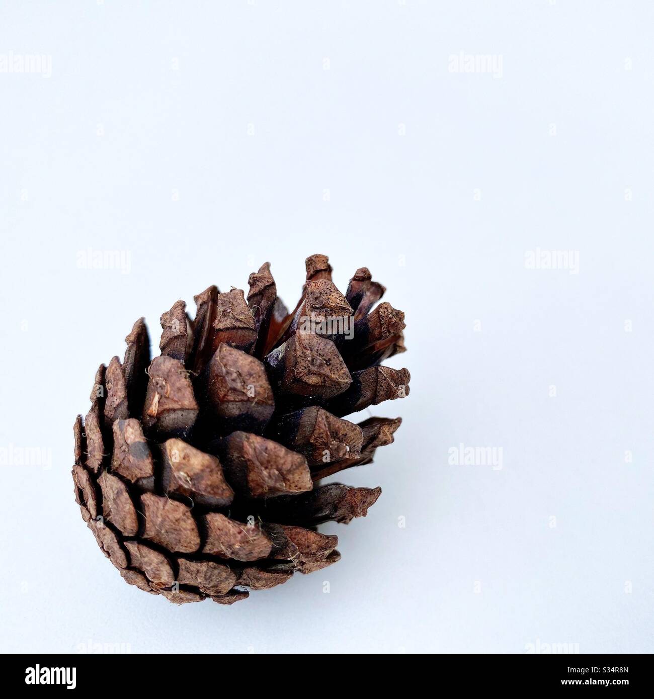 Pine cones / Conifer cones foraged from the forest and isolated against a clean white background. - Smartphone Captured Stock Image