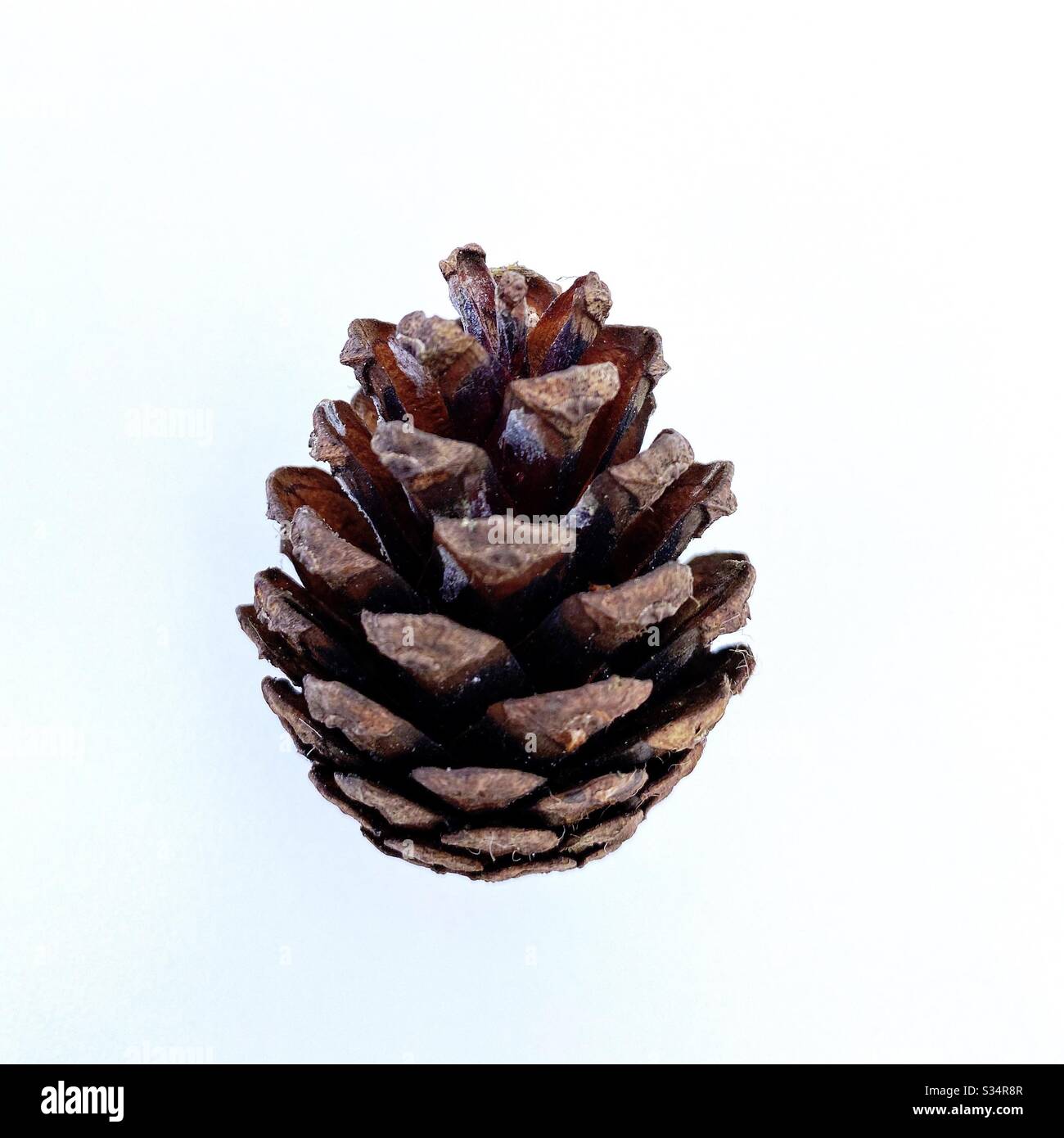 Pine cones / Conifer cones foraged from the forest and isolated against a clean white background. - Smartphone Captured Stock Image