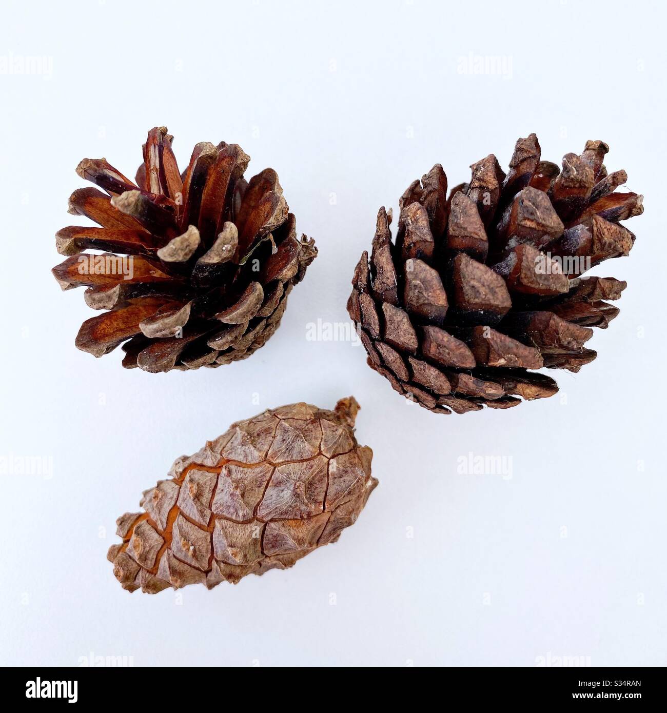 Pine cones / Conifer cones foraged from the forest and isolated against a clean white background. Closed, open and fully open pine cones - Smartphone Captured Stock Image
