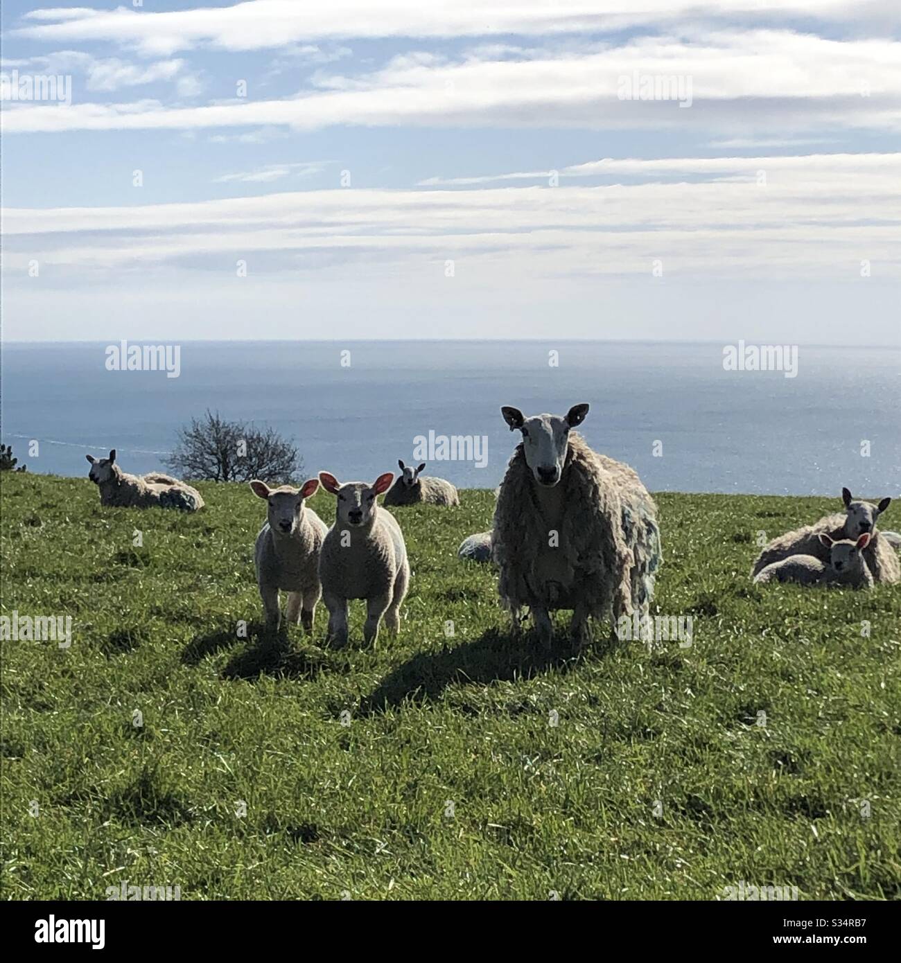 Lamb and Sheep in the field enjoying the sunshine and sea view - Smartphone Captured Stock Image