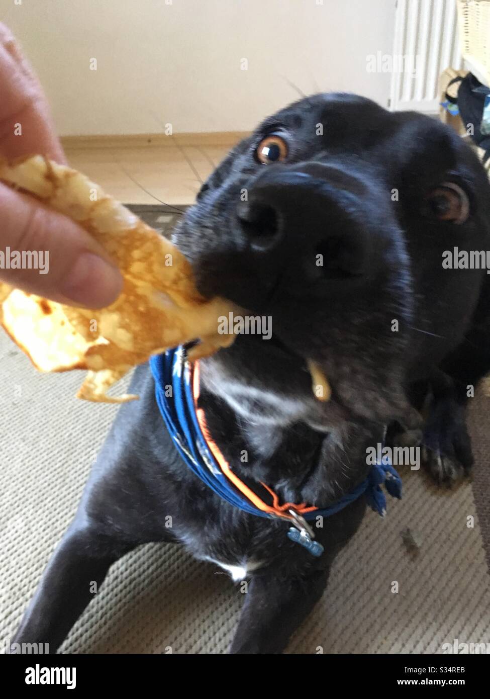 Dog eating pancake Stock Photo Alamy