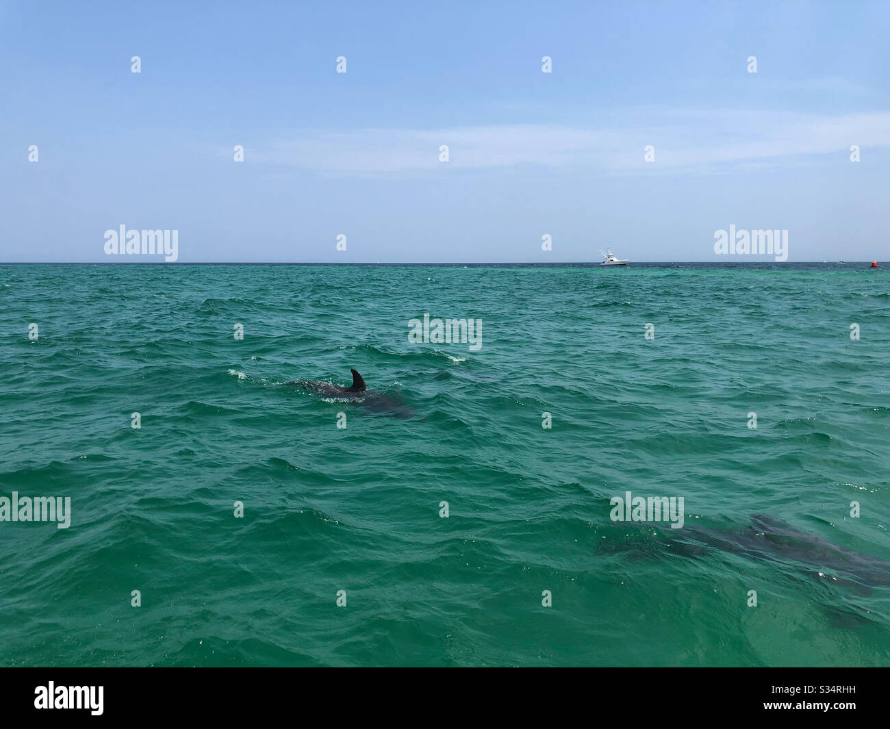 Dolphins swimming in emerald water of the Gulf of Mexico Florida Stock Photo
