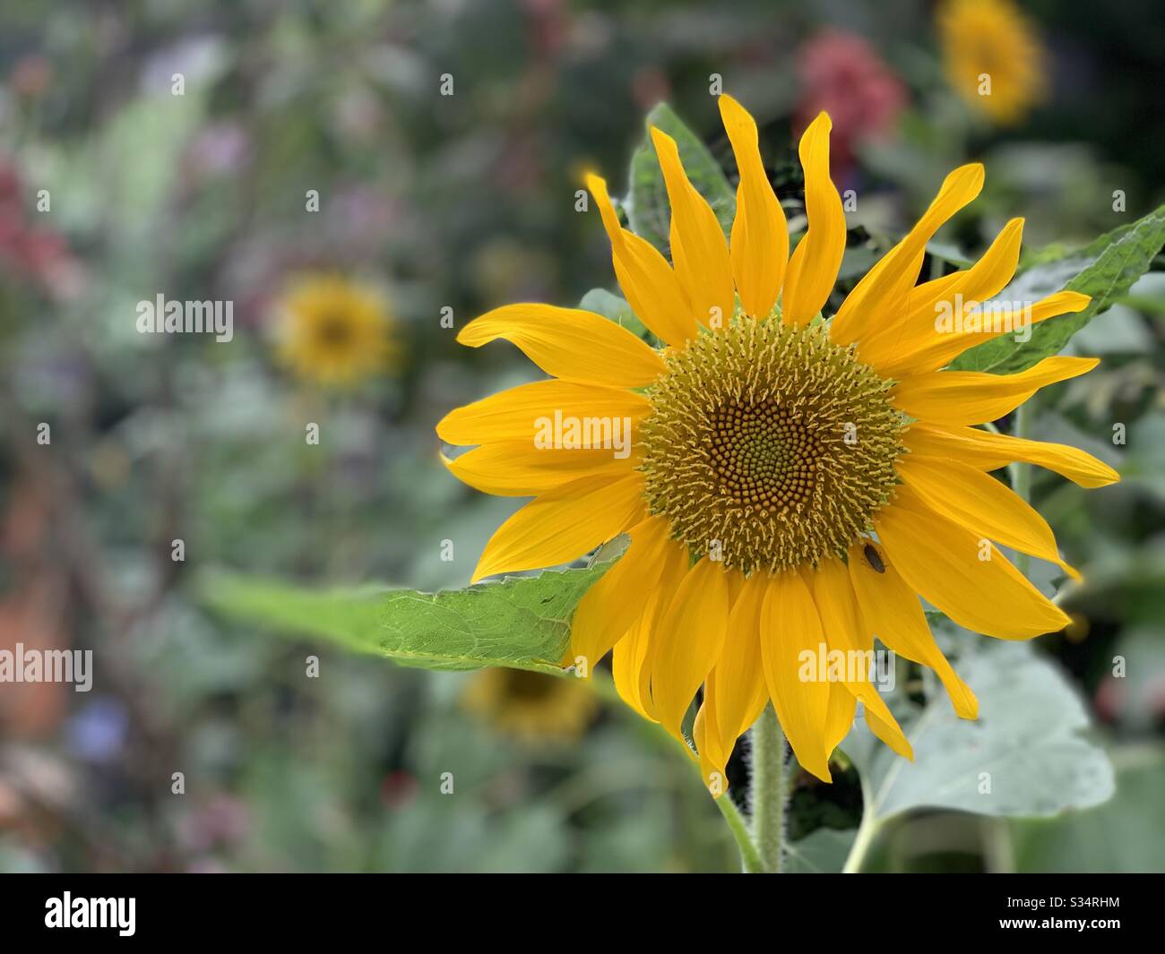 A sunflower that brightly smiles at you. Heaven’s splendor is a joy to the heart and soul. A sight of serenity. A moment to whisper a prayer of gratitude for the gift of nature. Stock Photo