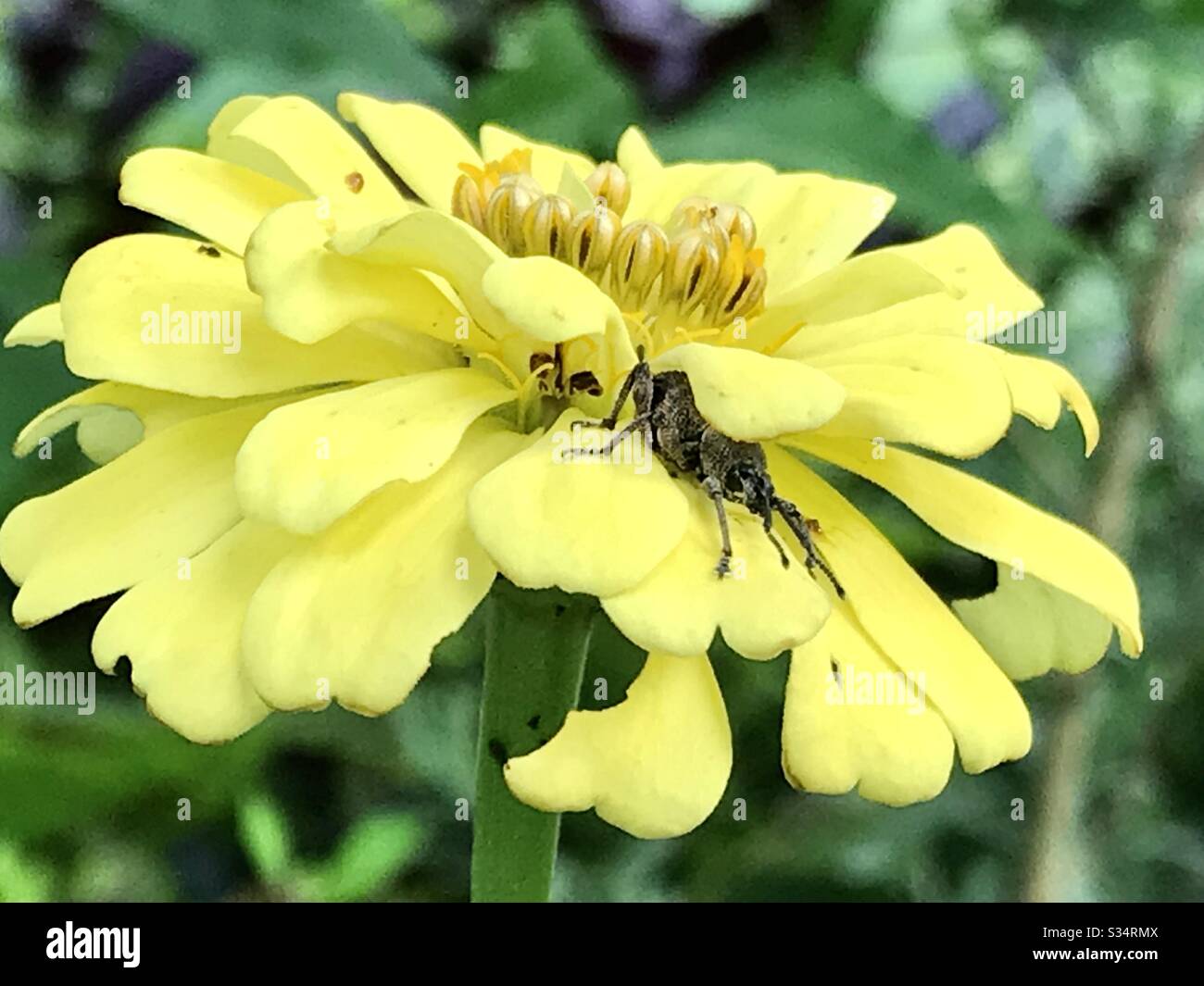 A yellow bloom and a friend creeping in. A sight to behold under the morning sun. A meditative moment to see a little creature crawl his way in every petal so soft, yet he doesn’t fall. Stock Photo