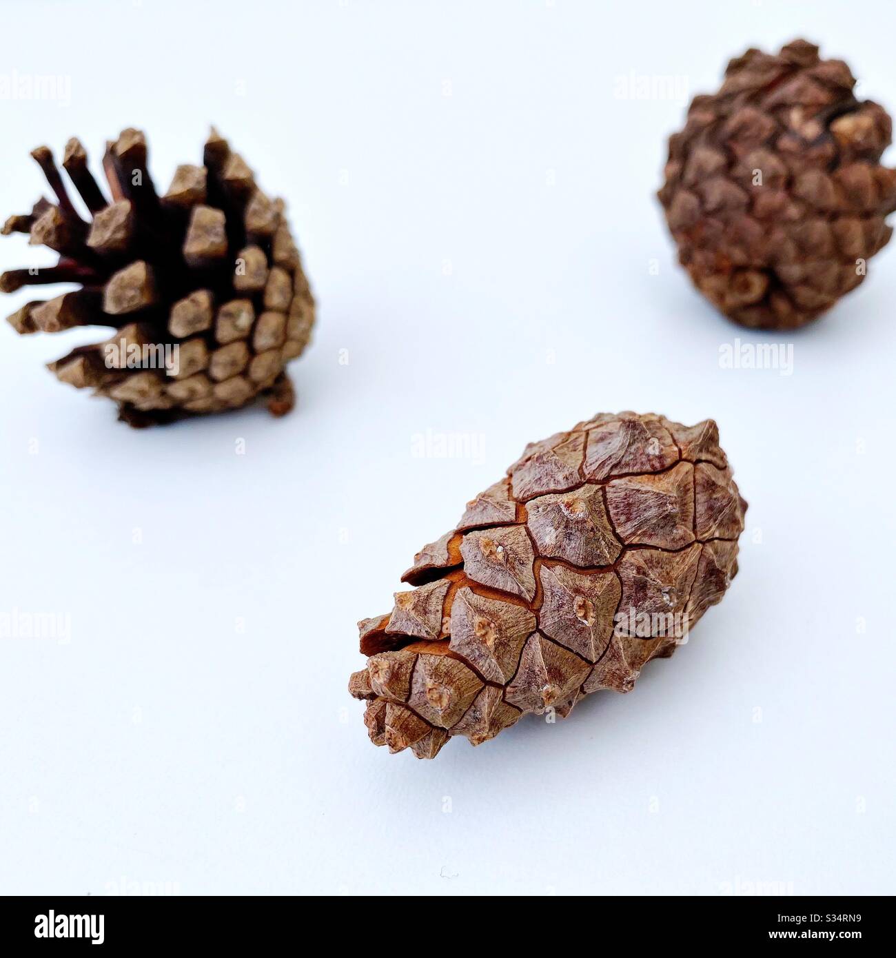 Selective focus view of a closed pine cone on a white surface. With open conifer cones in background - Smartphone Captured Stock Image