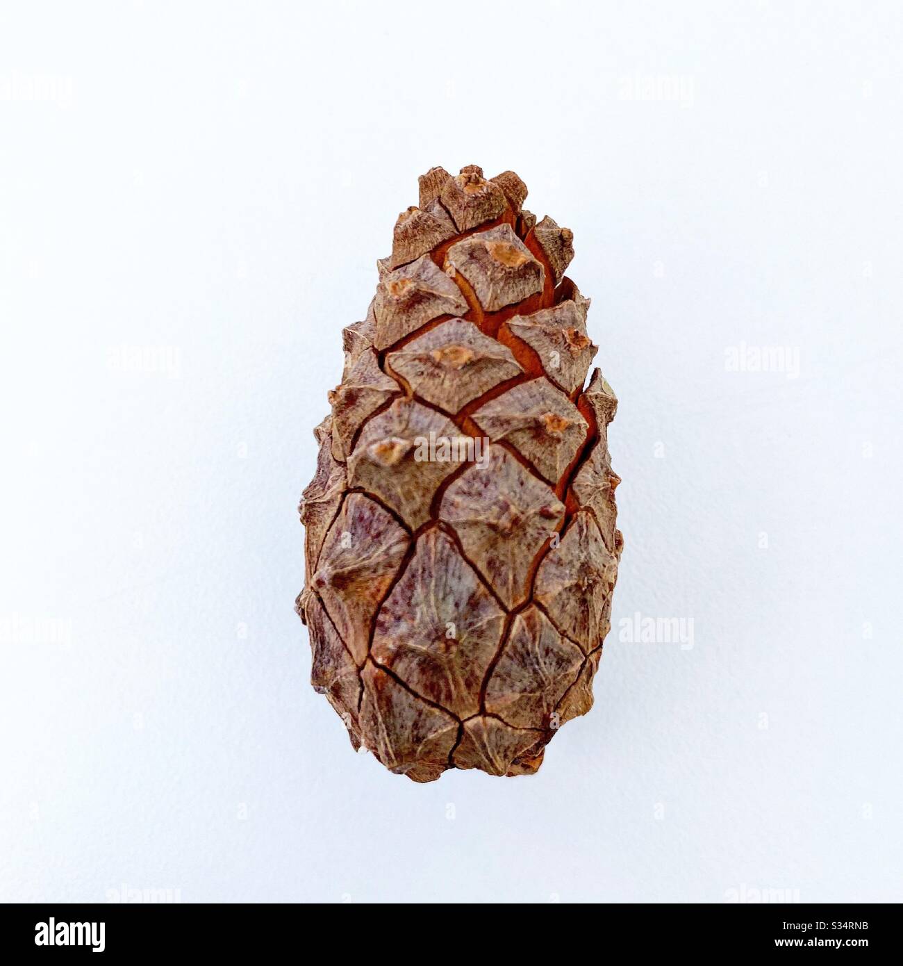 A close up view of a closed pine cone isolated against a white background - Smartphone Captured Stock Image