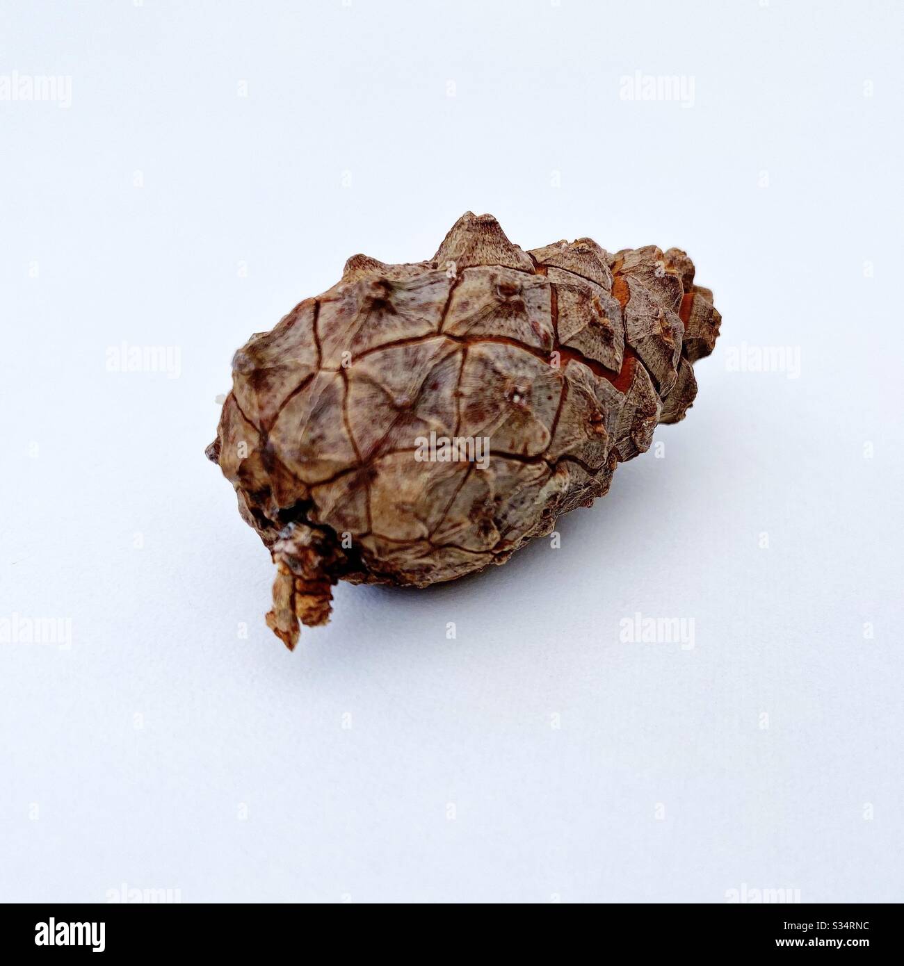 A close up view of a closed pine cone resting on a white surface - Smartphone Captured Stock Image