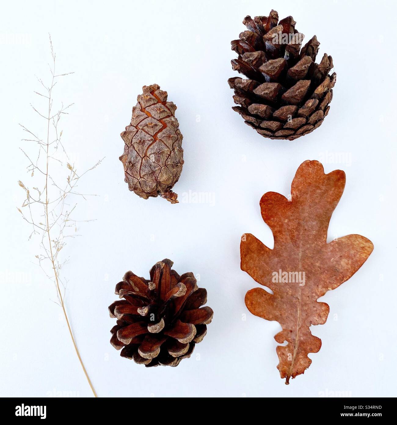 A close up view of closed pine cone, open conifer cones, a dry brown tree leaf and dried grass. Foraged from woodland and isolated against a white background - Smartphone Captured Stock Image